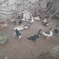 اردک، سیکا، مرغابی فروشی|حیوانات مزرعه|فرح آباد, |دیوار