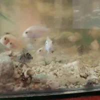 سیچلاید ماهی|ماهی|تربت‌حیدریه, مسجد جامع|دیوار