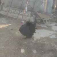 تعدادی بوقلمون نژادار یک نر 10 ماده مناسب برا نگه