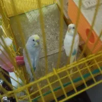 یه جفت مرغ عشق سالم وسرحال