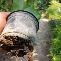 پتوس ابلق نشایی گلدان 10