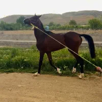 کره دوسر عرب ..