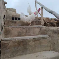 خروس محلی|حیوانات مزرعه|گرمخان, |دیوار