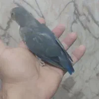 جوجه کوتوله جوجه عروس دستی و سرلاکی|پرنده|تایباد, |دیوار