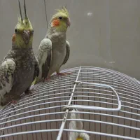 مواعضه ندارم