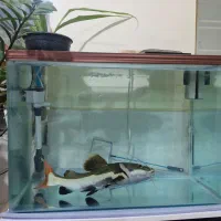 ماهی ردتیل وآکواریوم شرکتی