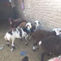 بره ماده بروجردی|حیوانات مزرعه|زاوه, |دیوار