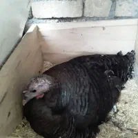 بوقلمون ماده کرک