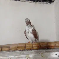 ی جفت کفتر تکپر ضمانتی