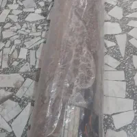 یک عدد فرش ۹ متری ۷۰۰ شانه  دستبافتگونه پانخورده|فرش|قائم‌شهر, |دیوار