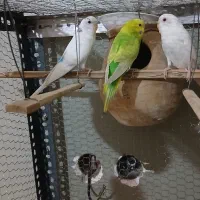 مرغ عشق فروشی|پرنده|ایرانشهر, |دیوار