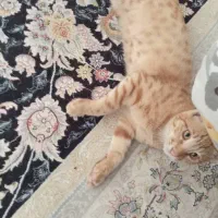 واگذاری گربه ۵ ماهه رایگان