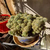 فروش گلدان های کاکتوس|گل و گیاه طبیعی|کرج, برغان|دیوار