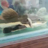 ماهی ردتیل بزرگ...