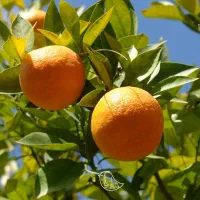 نارنج سر درخت فروشی