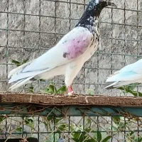 کبوتر پاکستانی