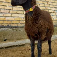 بره قوچ همو قزل افشار اصیل