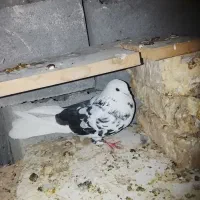 کبوتر|پرنده|میناب, |دیوار