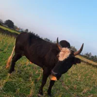 واگذاری ورزا چالوسی|حیوانات مزرعه|سنگر, |دیوار