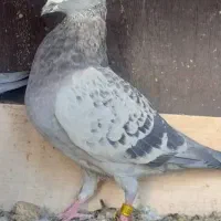 کفتر|پرنده|ریگ ملک, |دیوار