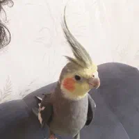 گمشده عروس هلندی( مژدگانی یک میلیون تومان )