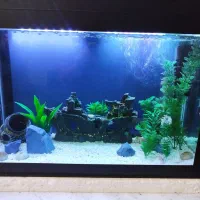 آکواریوم|ماهی|گمیشان, |دیوار