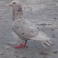 مجسمه کفترا