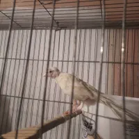 پرنده قناری فنچ سهره|پرنده|تهران, نازیآباد|دیوار