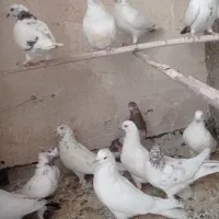 کبوتربوم پیس کله ای بپر تهرانی کاشونی