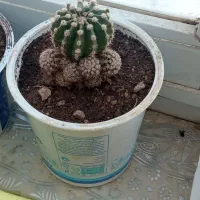 گل کاکتوس|گل و گیاه طبیعی|گرمخان, |دیوار