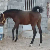 کره اسب کرد درجه 1