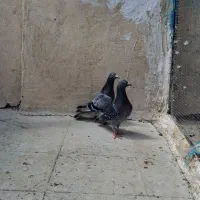 کفتر زره ای نر پلاکی