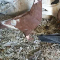 سرخ و زرد سوی قدیم|پرنده|تاکستان, |دیوار