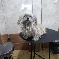 سگ اصلاح|سگ|کازرون, |دیوار