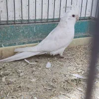 عروس هلندی البینو