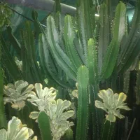 کاکتوس افوربیا