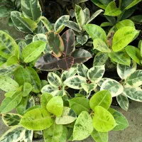 فیکوس مینیاتوری