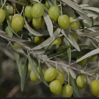 افزایش تناژ و کیفیت محصول