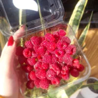 پخش رزبری ومیوه های استوایی در رشت