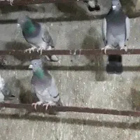 کفتر|پرنده|اسلام‌شهر, شهرک سالور|دیوار