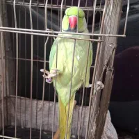 طوطی ملنگو دستی سخنگو|پرنده|مشهد, هفده شهریور|دیوار