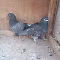 کفتر پرشی ماده|پرنده|قم, چهل درخت‎|دیوار
