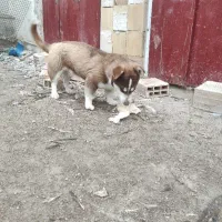 سگ پا کوتاه|سگ|بناب, |دیوار