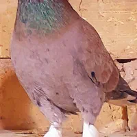 کفتر سار کاکلی دم سفید طوقی سار جوجه