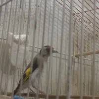 باسلام فروش یک عددسیره دوساله نرجوجه قفس به فروش