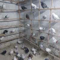 کفترعالی بشرط ۳۵ جفت