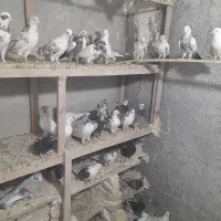 فروش فوری کبوتر پرشی