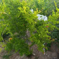 زمین مسکونی