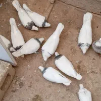 کبوتر طوقی|پرنده|سقز, |دیوار