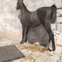 کره اسب زیر 15 تومن